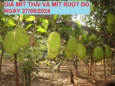 GIÁ MÍT THÁI VÀ MÍT RUỘT ĐỎ HÔM NAY NGÀY 27/09/2024