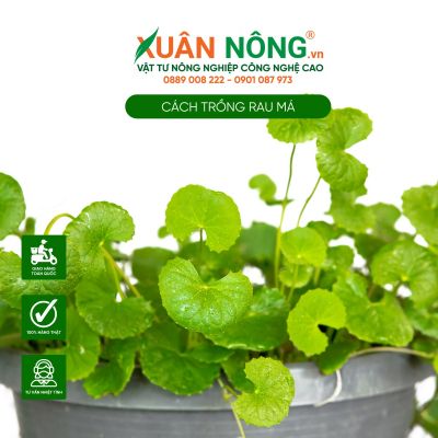 Cách trồng rau má - Nguồn nguyên liệu thanh mát cho mùa hè