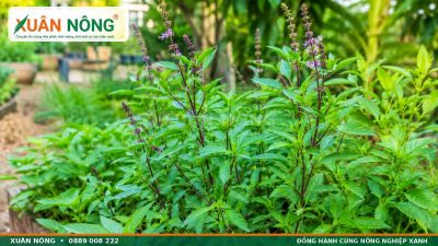 Rau Quế &ndash; Đặc Điểm, C&ocirc;ng Dụng V&agrave; C&aacute;ch Trồng