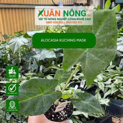 Đặc điểm, cách trồng và chăm sóc cây Alocasia Kuching Mask