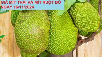 GIÁ MÍT THÁI VÀ MÍT RUỘT ĐỎ HÔM NAY NGÀY 16/11/2024