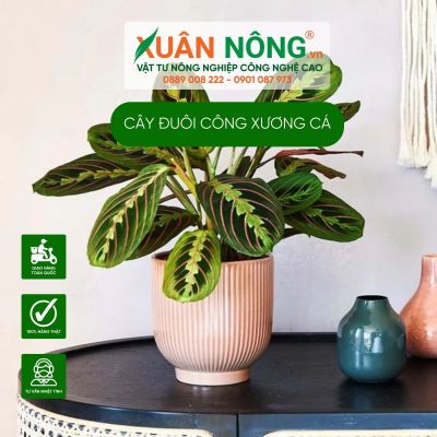 Cách trồng và chăm sóc cây đuôi công xương cá (Calathea Lancifolia)