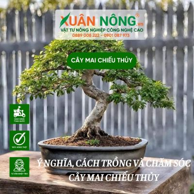 Ý nghĩa, cách trồng và chăm sóc cây mai chiếu thủy