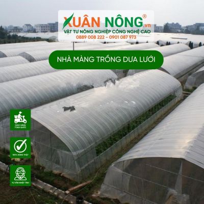 Nhà màng trồng dưa lưới: Đầu tư nhỏ, lợi nhuận lớn