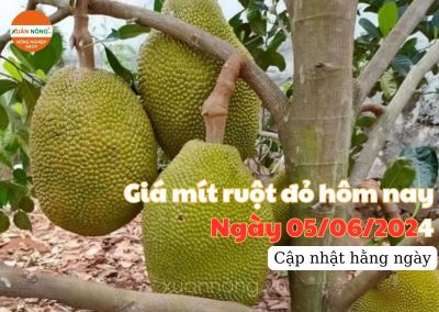 Giá mít ruột đỏ hôm nay ngày 05/06/2024