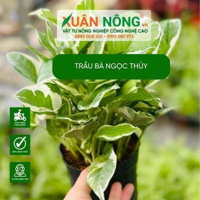 Cách chăm sóc cây trầu bà ngọc thủy tươi tốt