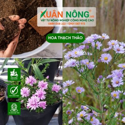 Cách trồng, chăm sóc hoa thạch thảo xanh tươi nở hoa đẹp