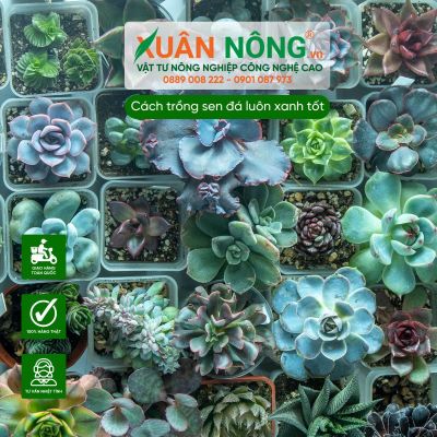 Cách trồng sen đá luôn xanh tốt