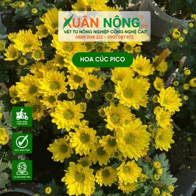 Cách trồng hoa cúc pico đơn giản cho hoa siêu đẹp