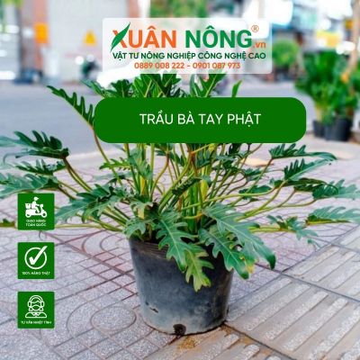 Cách trồng và chăm sóc trầu bà tay phật