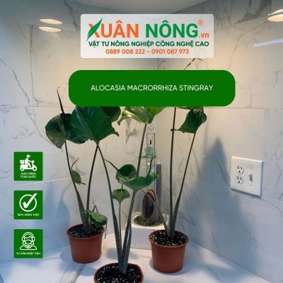 Hướng dẫn cách trồng và chăm sóc cây Alocasia Macrorrhiza Variegata