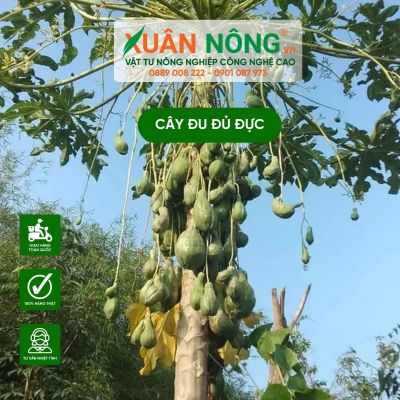 Cây đu đủ đực: Công dụng, cách trồng và chăm sóc