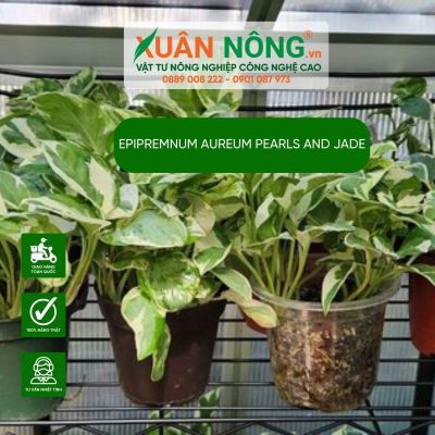 Epipremnum aureum Pearls and Jade: Cách trồng và chăm sóc