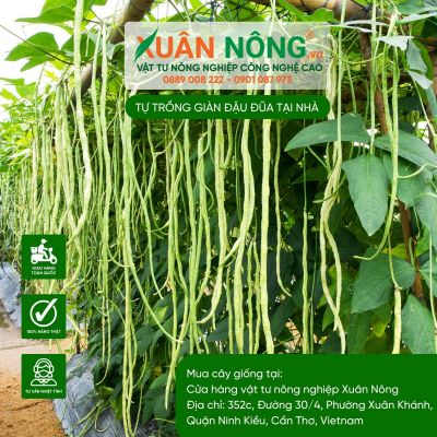 Tự trồng giàn đậu đũa tại nhà xanh tốt