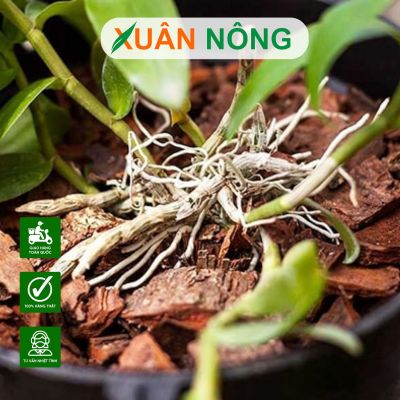 Bí quyết xử lý vỏ thông trồng lan sạch, không sợ mốc