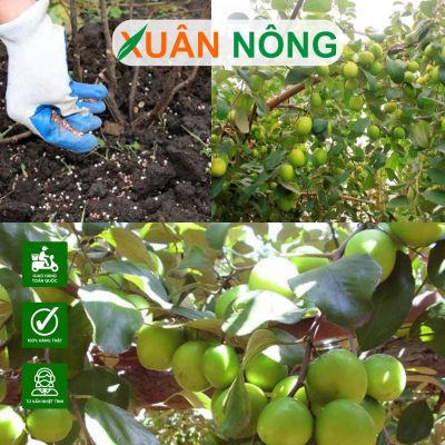 Kỹ thuật bón phân cho táo Thái theo từng giai đoạn