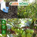 Kỹ thuật bón phân cho táo Thái theo từng giai đoạn