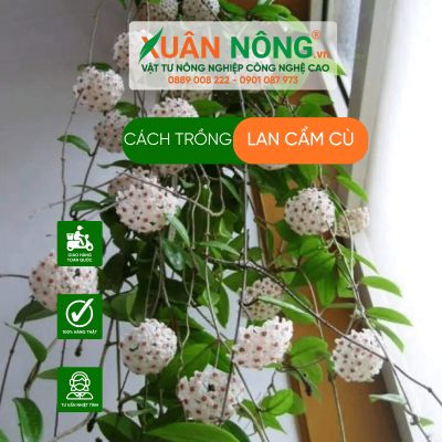 Cách trồng lan cẩm cù năng suất cao