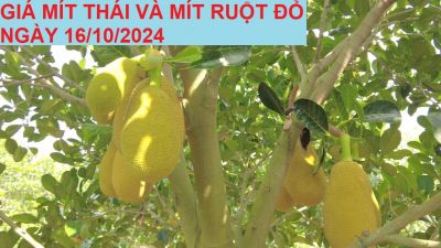 GIÁ MÍT THÁI VÀ MÍT RUỘT ĐỎ HÔM NAY NGÀY 16/10/2024