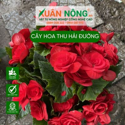 Cách trồng và chăm sóc cây hoa thu hải đường