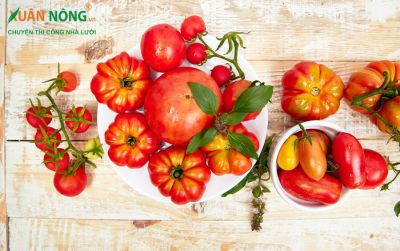 Các loại cà chua phổ biến và hướng dẫn chăm sóc cây