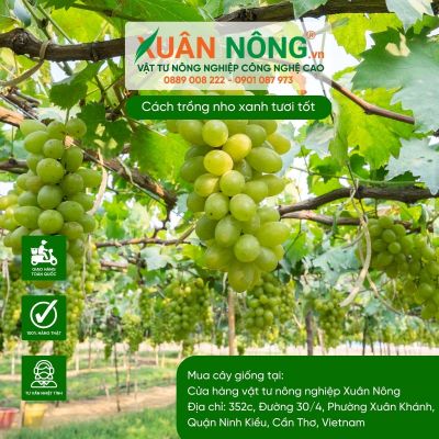 Cách trồng nho xanh tươi tốt