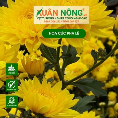 Kỹ thuật trồng hoa cúc pha lê đón Tết 2025