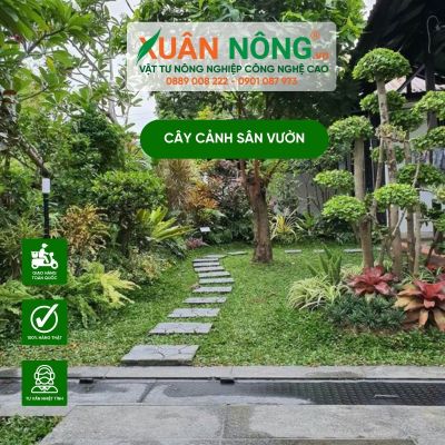 Kỹ thuật trồng cây cảnh sân vườn đơn giản, hợp phong thủy