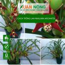 Cách trồng Lan Maxillaria arachnites năng suất cao