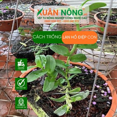 Cách trồng lan hồ điệp con