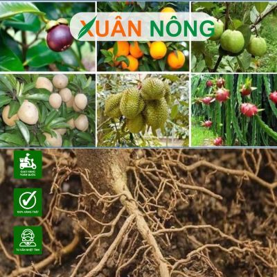 Hướng dẫn chọn thuốc kích rễ phù hợp cho cây thân gỗ