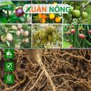 Hướng dẫn chọn thuốc kích rễ phù hợp cho cây thân gỗ