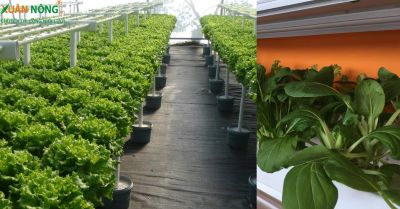 Top 4 mô hình trồng rau sạch tại nhà