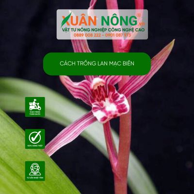 Cách trồng lan Mạc Biên năng suất cao