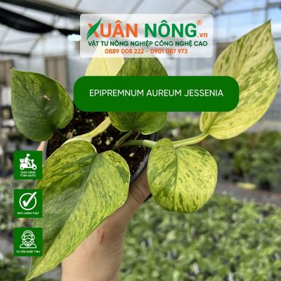 Epipremnum aureum Jessenia: Cách trồng, chăm sóc và decor phòng