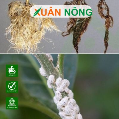 Cách trị sâu bệnh cây chanh hiệu quả, dễ áp dụng