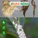 Cách trị sâu bệnh trên cây chanh hiệu quả, dễ áp dụng