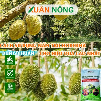 Hướng dẫn tưới nấm Trichoderma cho sầu riêng đúng cách, hiệu quả