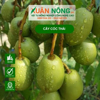 Hướng dẫn cách trồng cây cóc Thái trái xum xê