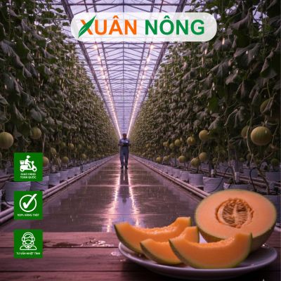 Nhà màng trồng dưa lưới - Mô hình trồng tại Cần Thơ