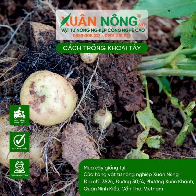 Cách trồng khoai tây cho nhiều củ