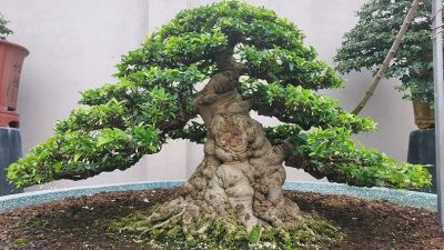 Cách trồng và chăm sóc cây Bonsai cho người mới bắt đầu