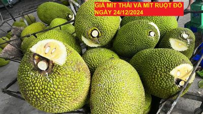 GIÁ MÍT THÁI VÀ MÍT RUỘT ĐỎ HÔM NAY NGÀY 24/12/2024