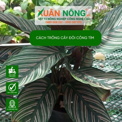 Ý nghĩa phong thủy, cách trồng, công dụng cây đuôi công tím