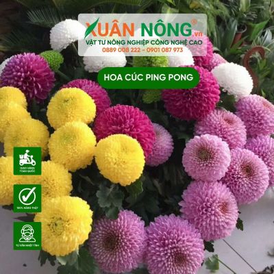 Hướng dẫn cách trồng hoa cúc ping pong đơn giản tại nhà