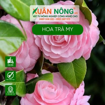 Lưu ý không thể bỏ qua khi chăm sóc hoa trà my