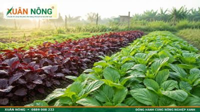 Rau Dền &ndash; Đặc Điểm, C&aacute;c Loại Phổ Biến V&agrave; C&aacute;ch Trồng