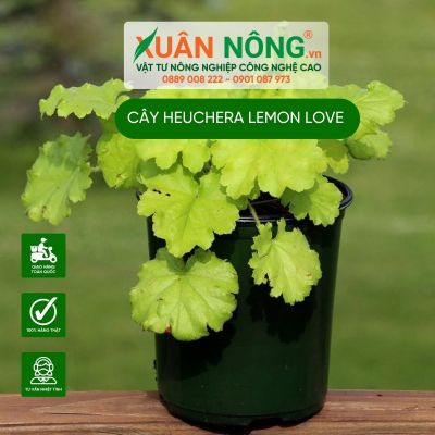 Cách trồng cây Heuchera Lemon Love (Chuông San Hô Lemon Love)