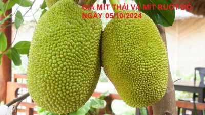 GIÁ MÍT THÁI VÀ MÍT RUỘT ĐỎ HÔM NAY NGÀY 05/11/2024