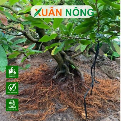 N3M kích rễ có tốt không? Cách dùng theo từng giai đoạn